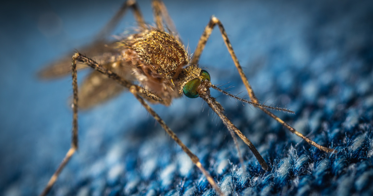 Mosquito que transmite la malaria