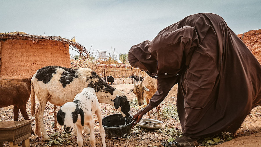 Después de enviar a sus hijos a la escuela, Hauwa da agua y comida a las cabras