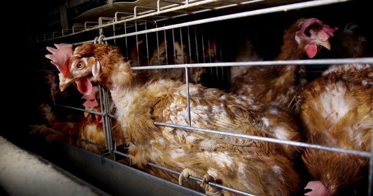 Animales en granjas industriales