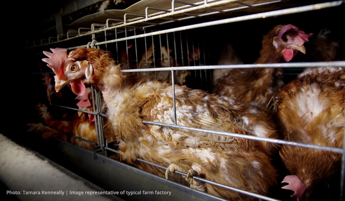 Gallinas en una jaula